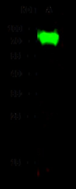 Sino Biological Influenza A H9N2 Hemagglutinin / HA Antibody, Rabbit PAb,