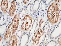Sino Biological HAGH / GLO2 / Glyoxalase II Antibody, Rabbit PAb, Antigen