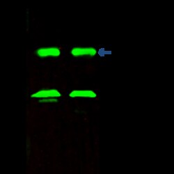 Sino Biological Anti-RPS3 Antibody, Rabbit Polyclonal, Quantity: Each of