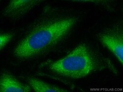 Proteintech HBS1L Mouse, anti-Human, CoraLite Plus 488, Clone: 1A10C4, Proteintech