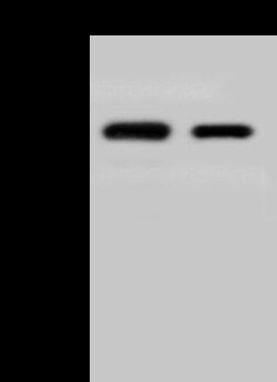 Sino Biological Human coronavirus (HCoV-229E) Nucleocapsid Antibody, Rabbit