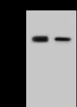 Sino Biological Human coronavirus (HCoV-NL63) Nucleocapsid Antibody, Rabbit