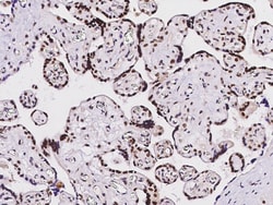 Sino Biological Anti-HEXIM1 Antibody, Rabbit Polyclonal, Quantity: Each