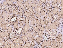 Sino Biological HEXIM1 Antibody, Rabbit PAb, Antigen Affinity Purified