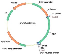 Sino Biological Human, IL-11RA/IL-11R alpha cDNA ORF Clone, C-His tag,