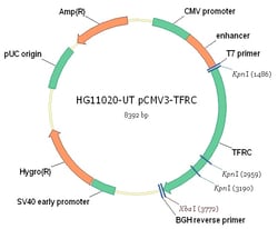 Sino Biological&nbsp;Human, Transferrin Receptor/TFR1/CD71 cDNA ORF Clone, untagged