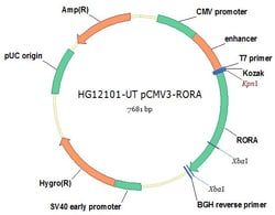 Sino Biological Human, RORA cDNA ORF Clone, untagged, Quantity: Each of