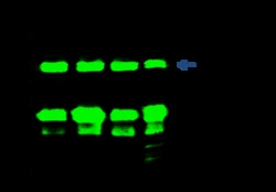 Sino Biological AK4 / Adenylate Kinase 4 / AK3L1 Antibody, Rabbit MAb 100µL,