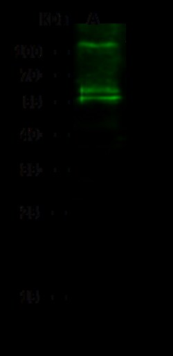 Sino Biological ERN1 / IRE1 Antibody, Rabbit PAb, Antigen Affinity Purified