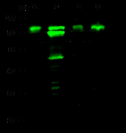 Sino Biological Optineurin / OPTN Antibody, Rabbit PAb, Antigen Affinity