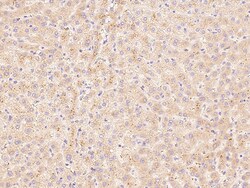 Sino Biological HGF/Hepatocyte Growth Factor Antibody, Rabbit PAb, Antigen