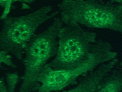 Sino Biological HIF-1 alpha / HIF1A Antibody, Rabbit MAb 100µL, Quantity: