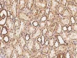 Sino Biological Anti-HIF1AN Antibody, Rabbit Polyclonal, Quantity: Each