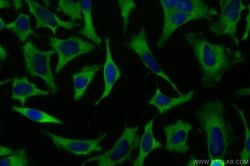 HINT1 Mouse, anti-Human, CoraLite Plus 488, Clone: 1G3E4, Proteintech Quantity: