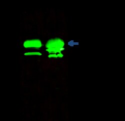 Sino Biological CKB / Creatine kinase B type Antibody, Rabbit PAb, Antigen