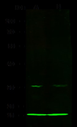 Sino Biological COX5B Antibody, Rabbit MAb 100µL, Quantity: Each of 1