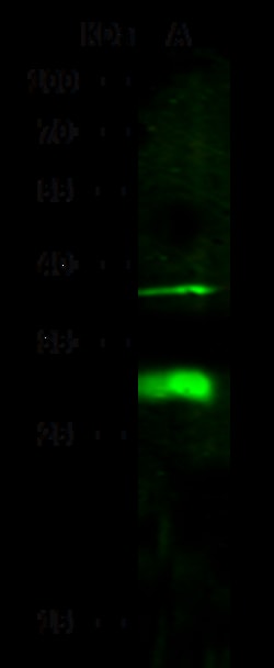 Sino Biological DCUN1D2 Antibody, Rabbit PAb, Antigen Affinity Purified