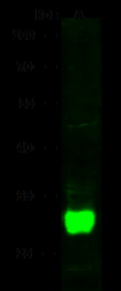 Sino Biological DCUN1D2 / DCN1-like protein 2 Antibody, Rabbit MAb 100µL,