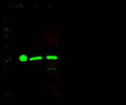 Sino Biological ECH1 Antibody, Rabbit MAb 100uL, Quantity: Each of 1