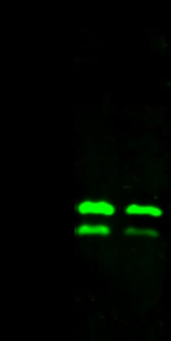 Sino Biological Ebola virus EBOV (subtype Zaire, strain H.sapiens-wt/GIN/2014/Kissidougou-C15)
