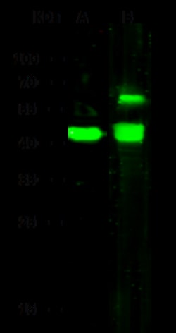 Sino Biological ENO3 / beta-enolase Antibody, Rabbit PAb, Antigen Affinity