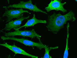 Sino Biological HSPA1A Antibody, Rabbit PAb, Antigen Affinity Purified