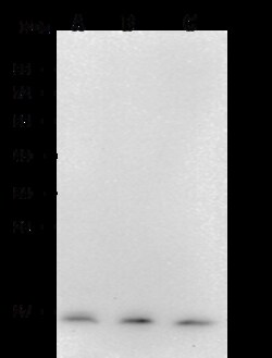Sino Biological PFDN1/Prefoldin subunit 1 Antibody, Mouse MAb 100µL, Quantity: