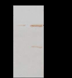 Sino Biological Anti-PGD Antibody, Rabbit Polyclonal, Quantity: Each of