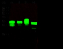Sino Biological PA28A / PSME1 Antibody, Rabbit MAb 100uL, Quantity: Each