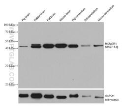 HOMER1 Mouse, anti-Human, Clone: 3B1B11, Proteintech Quantity: 150 &mu;L:Antibodies