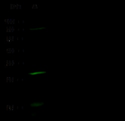 Sino Biological HPGD / 15-PGDH Antibody, Mouse MAb 100uL, Quantity: Each