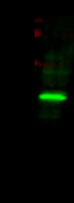 Sino Biological Anti-BVES Antibody, Rabbit Polyclonal, Quantity: Each of