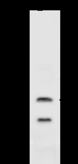 Sino Biological MASH1/ASCL1 Antibody, Rabbit PAb, Antigen Affinity Purified
