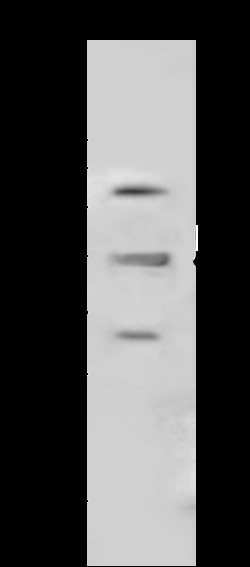 Sino Biological HOMER1 Antibody, Rabbit PAb, Antigen Affinity Purified