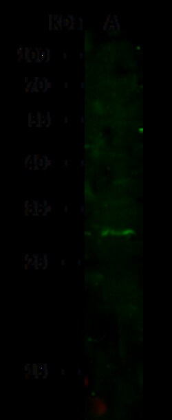 Sino Biological CD300E / CMRF35-A5 Antibody, Rabbit PAb, Antigen Affinity