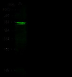 Sino Biological Anti-RHCE Antibody, Rabbit Polyclonal, Quantity: Each of