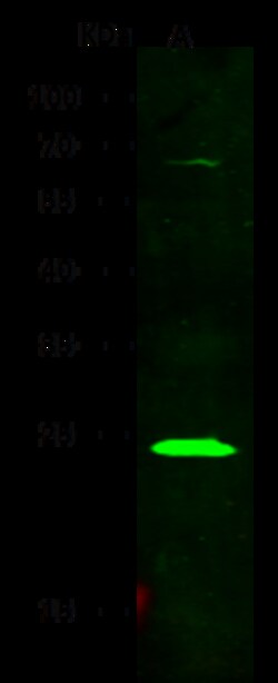Sino Biological Anti-Lambda 5/IGLL1 Antibody, Rabbit Polyclonal, Quantity: