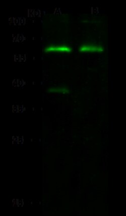 Sino Biological SYT1 Antibody, Rabbit PAb, Antigen Affinity Purified 100uL,