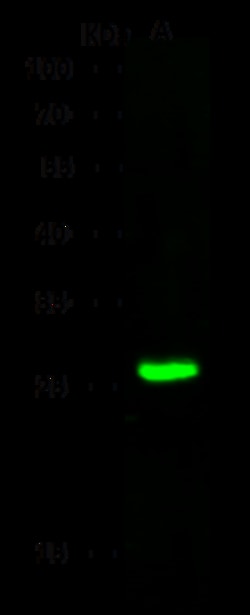 Sino Biological Anti-SOSTDC1 Antibody, Rabbit Polyclonal, Quantity: Each