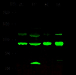 Sino Biological Anti-NIRF Antibody, Rabbit Polyclonal, Quantity: Each of