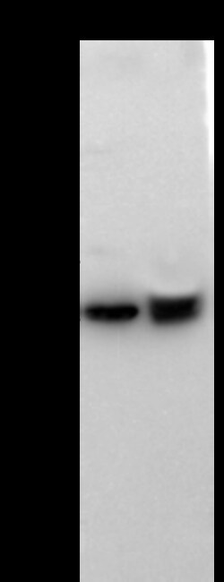 Sino Biological Anti-CD40/TNFRSF5 Antibody, Rabbit Polyclonal, Quantity: