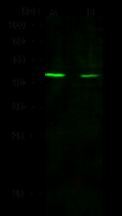 Sino Biological Anti-HDAC8 Antibody, Rabbit Polyclonal, Quantity: Each