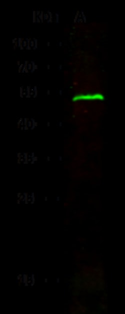 Sino Biological Anti-EXOG Antibody, Rabbit Polyclonal, Quantity: Each of