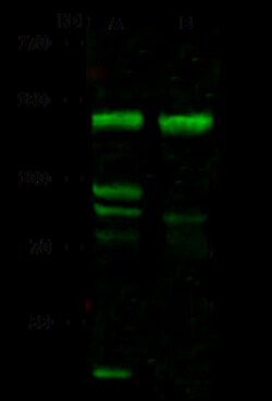 Sino Biological Anti-FBXO11 Antibody, Rabbit Polyclonal, Quantity: Each