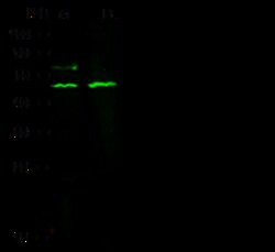 Sino Biological JMJD5/KDM8 Antibody, Rabbit PAb, Antigen Affinity Purified
