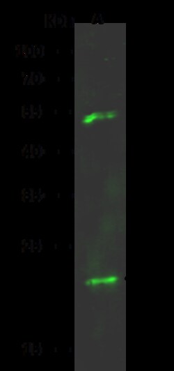 Sino Biological Anti-KRAS Antibody, Rabbit Polyclonal, Quantity: Each of