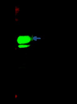 Sino Biological Anti-MSL2L1/MSL2 Antibody, Rabbit Polyclonal, Quantity: