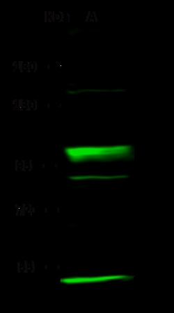Sino Biological Anti-NEK10 Antibody, Rabbit Polyclonal, Quantity: Each