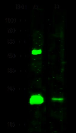 Sino Biological HRAS Antibody, Rabbit PAb, Antigen Affinity Purified 100µL,