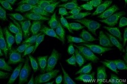 HRD1/SYVN1 Rabbit, anti-Human, CoraLite Plus 488, Polyclonal, Proteintech:Antibodies:Primary